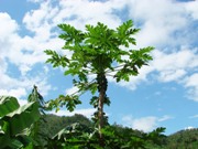 カリカパパイヤの木